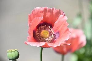 belle floraison coquelicot rose floraison et floraison photo