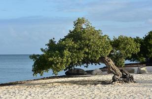 vues côtières d'un arbre divi divi à aruba photo