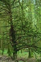 Grand arbre couvert de mousse épaisse dans les hautes terres d'Ecosse photo