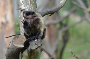 Singe capucin tufté dans un arbre en train de manger photo