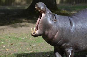hippopotame pygmée avec de grandes défenses pointues dans sa bouche photo