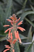 fleurs de pêchers en fleurs sur un cactus dans le désert photo