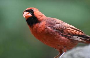 des miettes dans le bec d'un oiseau cardinal sur un rocher photo