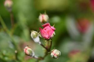 petits boutons de roses rouges dans un jardin photo
