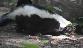 Mouffette noire et blanche longue et mince se dandinant le long photo