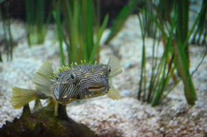 burrfish rayé sous-marin nageant près de la zostère marine photo