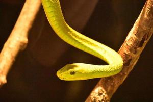 Serpent arboricole vert suspendu à une branche photo