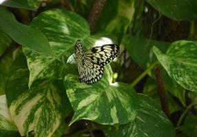 beau papillon nymphe arbre blanc et noir photo