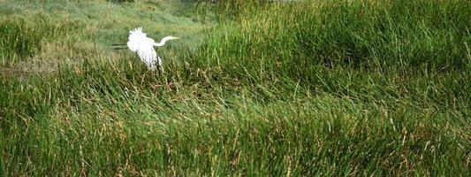 grande aigrette volant à basse altitude au-dessus de l'herbe des marais photo