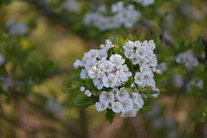 fleurs de pommier blanc fleurissant sur un arbre fruitier photo