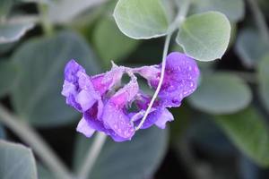 gouttes de rosée sur les pétales d'un plant de pois photo