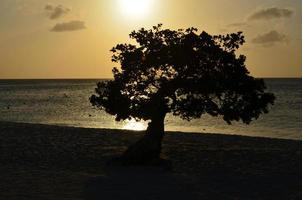 divi divi silhouette d'arbre au crépuscule photo