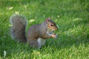 écureuil dans une zone herbeuse avec une cacahuète photo