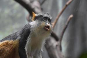 marques distinctives sur un singe guenon du loup photo