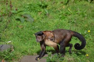 singe capucin tufté avec un bébé capucin sur le dos photo