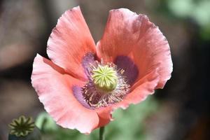 floraison et floraison de pavot rose et violet frappantes photo