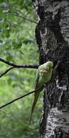 perroquet vert dans un bouleau au printemps photo