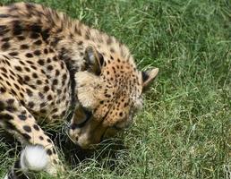 beau guépard recroquevillé sur lui-même dans l'herbe photo