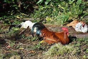 groupe de poulets se percher et nicher dans la nature photo