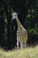 superbe vue panoramique sur un bébé girafe photo