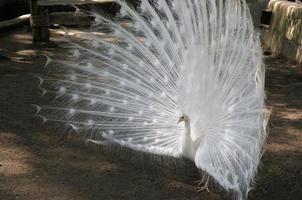 paon blanc avec plumes et plumage élargis photo