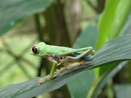 Rainette aux yeux rouges sur une feuille photo