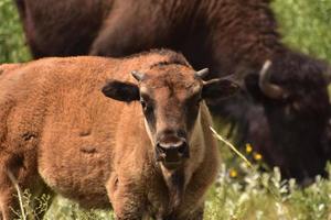 adorable bébé bison un jour d'été photo