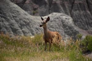 cerf qui tire la langue dans les badlands photo