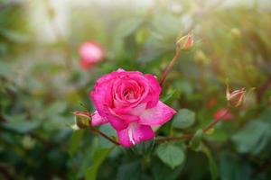 gros plan d'une rose rose sur fond vert foncé. photo de haute qualité