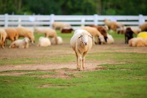 moutons dans les champs de la ferme. photo