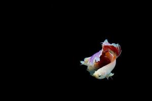 poisson betta demi-lune avec fond sombre. magnifiques poissons combattants siamois colorés. photo