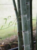 feuilles vertes fraîches de bambou dans le fond de la nature du jardin photo
