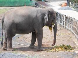 Éléphant de Sumatra au zoo photo