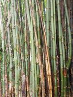 feuilles vertes fraîches de bambou dans le fond de la nature du jardin photo