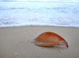 gros plan sur une feuille de couleur brune sur le bord de mer de la plage de sable photo