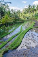 rizières au temple gunung kawi à bali