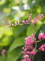 vigne de corail de fleur rose, plante grimpante mexicaine, chaîne d'amour antigonon leptopus crochet et nom d'arn beau petit bouquet flou de fond de nature photo