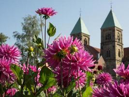 dahlias dans un jardin allemand photo