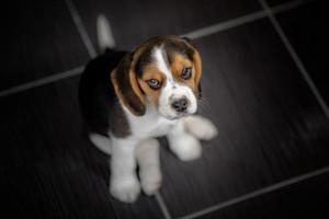 chien chiot beagle levant