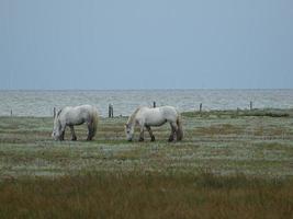 l'ile juist photo