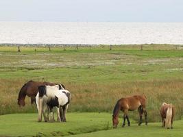 l'île allemande de juist photo