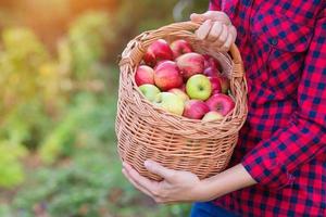 femme, récolte, pommes