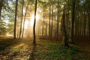 arbres de forêt d'automne. arrière-plans de la nature du bois vert soleil.