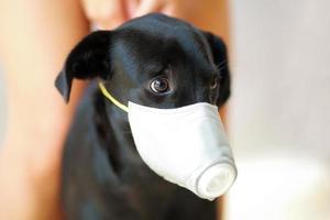 chien portant la sécurité, en particulier un masque pour protéger la poussière pm 2,5 et le virus corona, covid 19 sur un joli chien noir. concept de pandémie de coronavirus covid-19 et empêchez les animaux de compagnie que vous aimez. photo