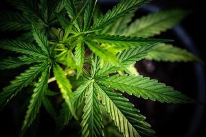 le beau vert de marijuana laisse une plante naturelle pour les soins de santé en médecine chimique avec un fond noir. photo