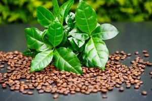 quelques feuilles d'un caféier grains de café torréfiés photo