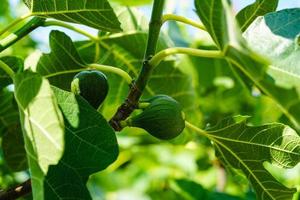 Ficus carica figuier avec des fruits dans le vieux pays à côté de Hambourg photo