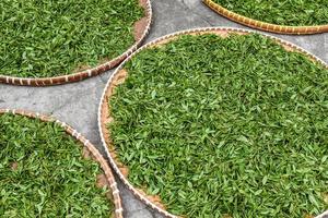 des feuilles de thé vert fraîches dans un panier en bambou sont collectées pour un traitement ultérieur à hangzhou en chine photo