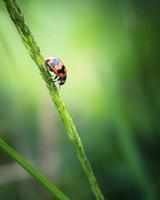 Close up coccinelle rampant sur l'herbe photo