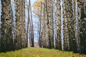 allée de forêt de bouleaux d'automne photo